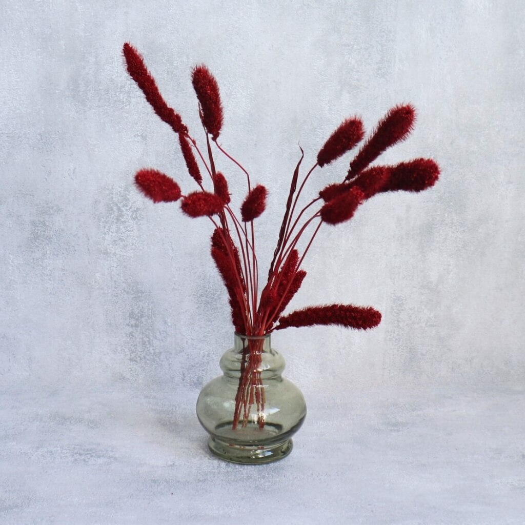 Setaria sušená - bordo, výrazná a elegantní dekorace pro moderní aranžmá